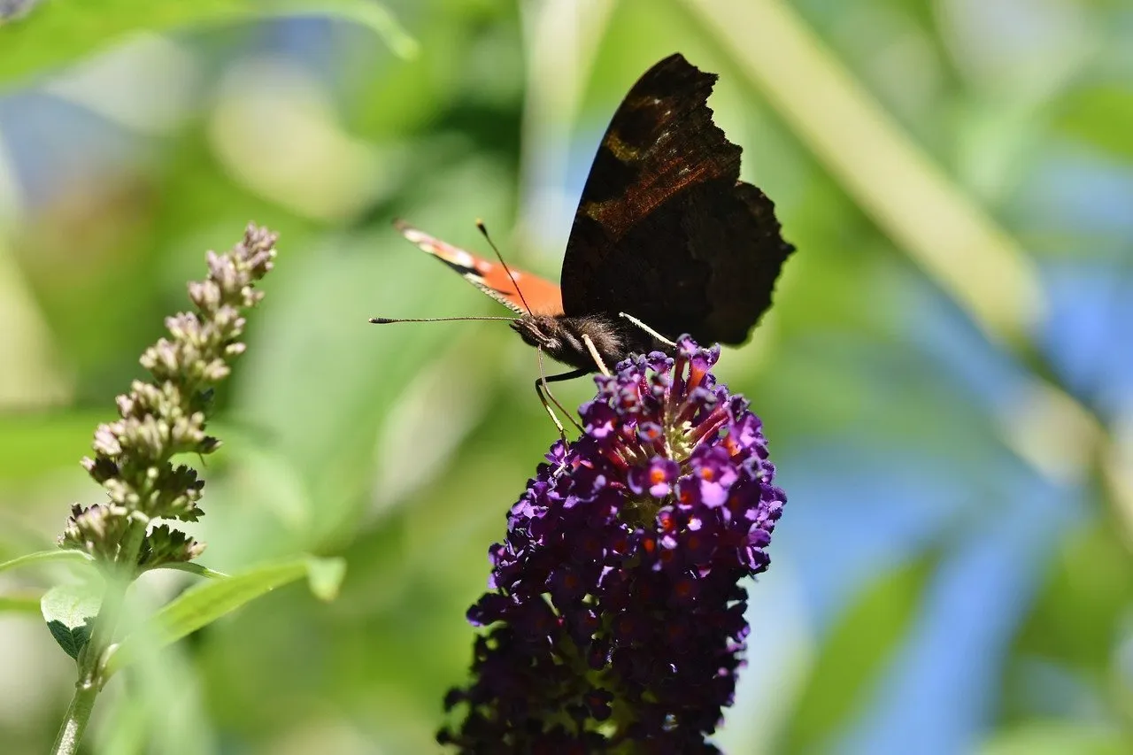 Why Rituals Are Important for your Mental Health The Natural Intuitive